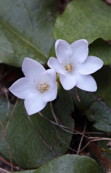 Trailing Arbutus New Hampshire Wildflowers | Early spring flowers, Wild flowers, Flowers photography