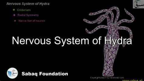 Nervous System of Hydra, Biology Lecture | Sabaq.pk - YouTube