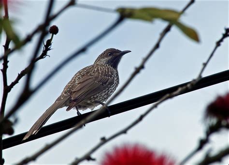 joanren: The Little Wattle Bird