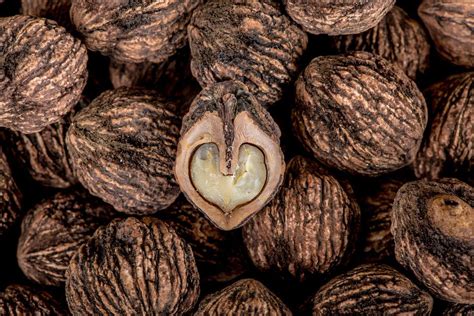 Ohio's Black Walnuts: Give this wild food a try (recipes, video) - cleveland.com