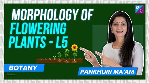 Androecium and Gynoecium - Morphology of Flowering Plants Class 11 ...