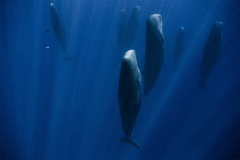 Photo Shows How Sperm Whales Sleep
