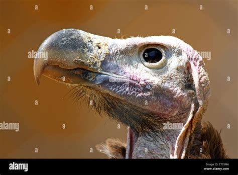 Closeup of the head of a vulture Stock Photo - Alamy