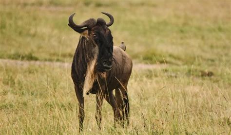 7 Days Serengeti Wildebeest Migration | Tanzania Wildlife Safari