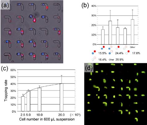 Cell trapping and live/dead assay. ( a ) Fluorescence image of cells... | Download Scientific ...