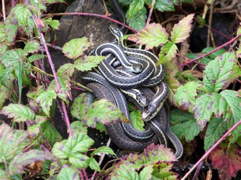 Snake Family Free Stock Photo - Public Domain Pictures