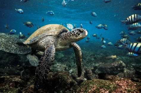 Galapagos National Park (Official GANP Park Page)