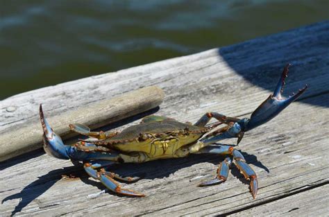 History of the Blue Crab | A Blue Crab Story | Cameron's Seafood