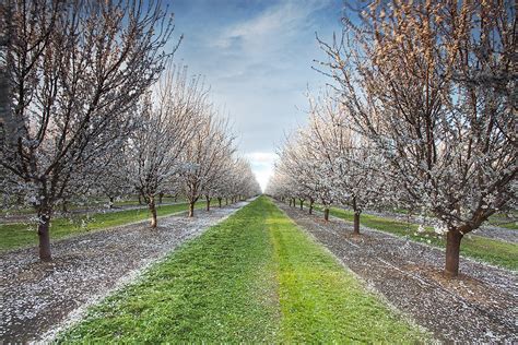 Forever Almond Orchard: Central Valley, California | Flickr