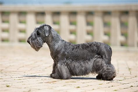 Cesky Terrier Puppies - Ultimate Dog World