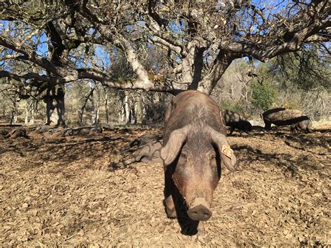 Iberico Pigs in California at Encina Farms — Hedonism Eats