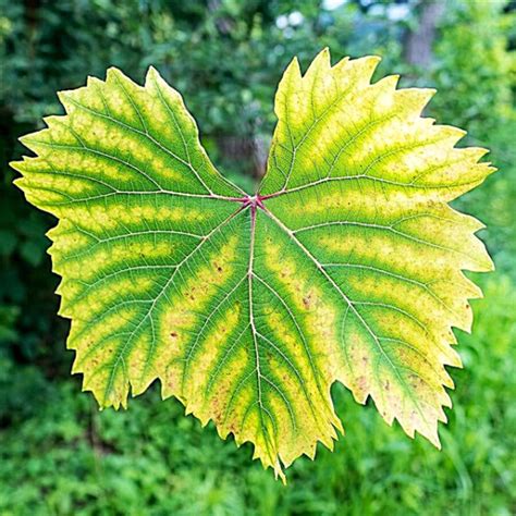 Chlorosis: Know It's Symptoms and Treatments - Brick 99