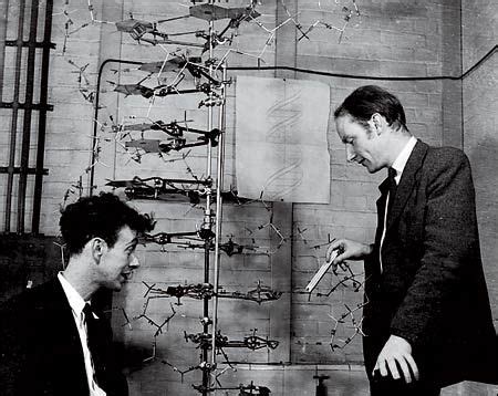 Watson and Crick discover the structure of DNA | Ciencia, Seres vivos, Anatomía