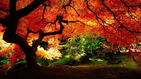 Japanese Scenery Wallpapers - Fall - 2400x1350 Wallpaper - teahub.io