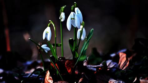 Snowdrops Wallpapers - Top Free Snowdrops Backgrounds - WallpaperAccess