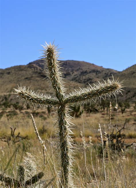 Desert Cacti – CALIFORNIA HIKING