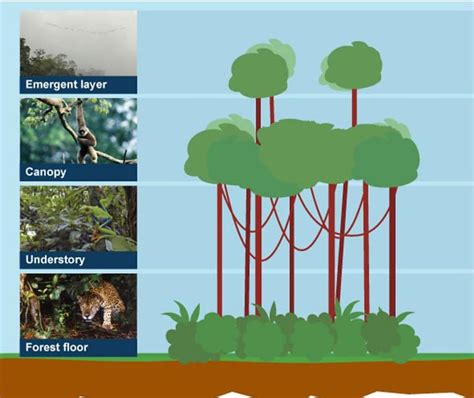 School Learning Zone - Rainforests