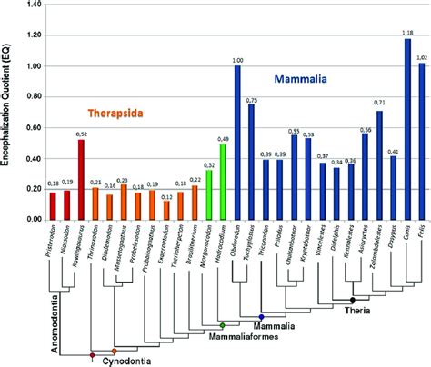 FIG URE 9 The encephalization quotient of Kawingasaurus (GPIT/RE/9272)... | Download Scientific ...