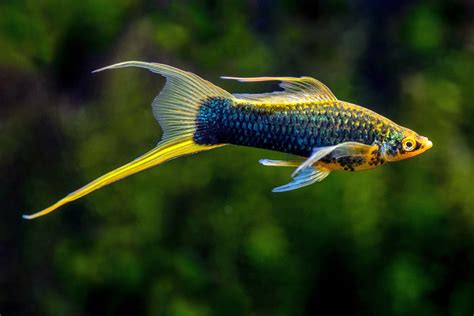 Swordtail Fish