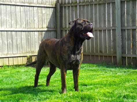 55 HQ Photos Brindle Bullmastiff Puppies For Sale Uk - Bullmastiff breeders links and breed ...