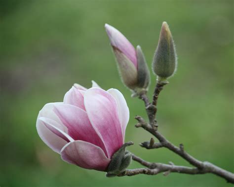 Pictorial Guide to Spring in Tallahassee - Tallahassee Nurseries