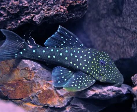 Blue Phantom pleco: Size, Care, Breeding, Tank size and Lifespan