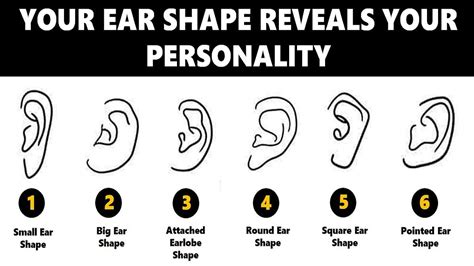 Ear Shape Personality Test: Your Ears Reveal Your True Personality Traits