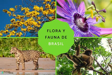 Flora y fauna de Brasil - Nombres y FOTOS