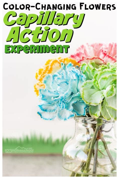 Capillary Action Experiment