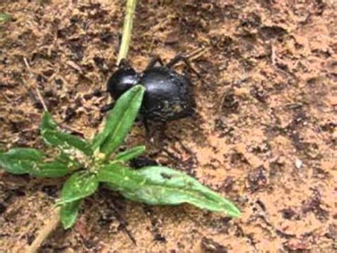 Tok Tokkie Beetle in Namibia - YouTube