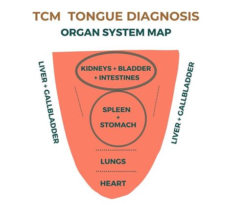 How to Diagnose a Tongue in Traditional Chinese Medicine — The Wellness ...