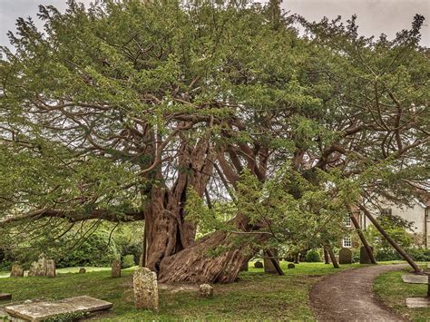 Yew Tree Celtic Meaning: Yew Tree Symbolism In The Ogham On Whats-your-sign - Golden State