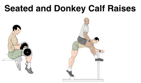 Calf Raises | Standing, Seated & Donkey Calf Raises