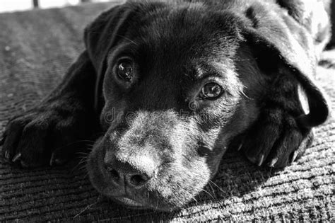 Black Lab Puppy Lovable Eyes Stock Photo - Image of love, puppy: 111271704