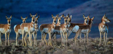 Pronghorn Antelope in the Buffalo Hills Wilderness Study Area. Photo by ...