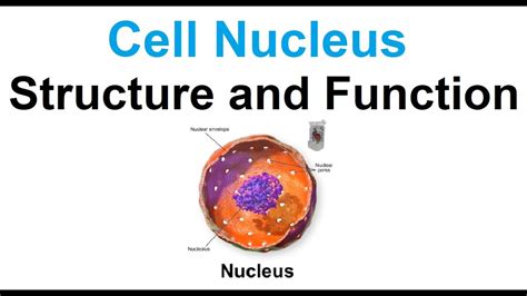 Cell Nucleus Structure And Function