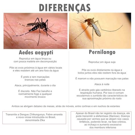 Diferenças entre o Pernilongo e o Aedes Aegypti o mosquito transmissor da Dengue, Chikungunya ...