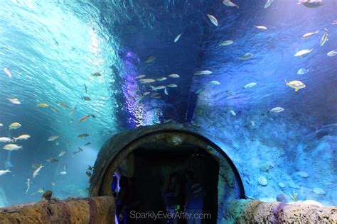 SEA LIFE Orlando Aquarium Review - SparklyEverAfter.com