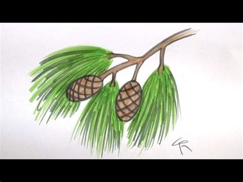 Pine Tree Branch Drawing