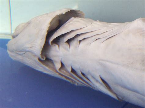 File:Frilled shark throat.jpg - Wikipedia