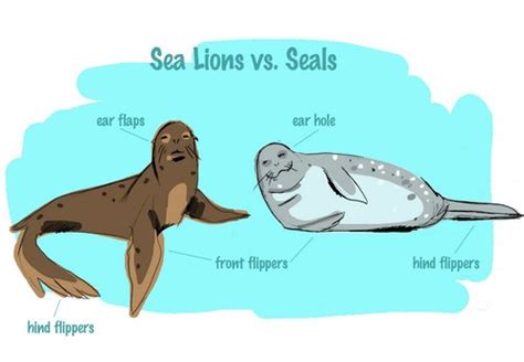 Seed to Feed Me: WHAT IS THE DIFFERENCE BETWEEN A SEA LION AND A SEAL?