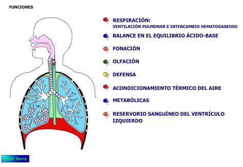 Funciones Del Sistema Respiratorio Humano - Image to u