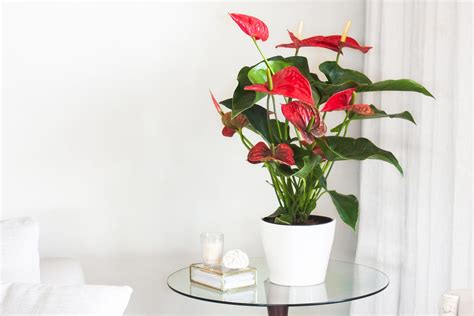 Discover the Incredible Uses and Benefits of Anthurium Plants - Best ...