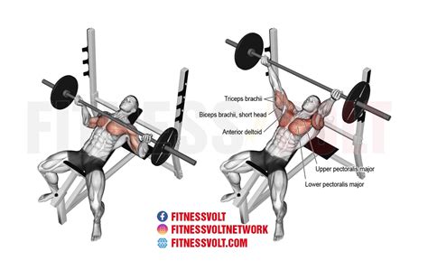 Incline Reverse-Grip Barbell Bench Press (Chest) – Fitness Volt