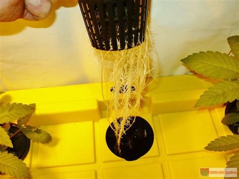 DIY Aeroponics - New High Pressure Aeroponics DIY Plans - How To Grow Weed Indoors