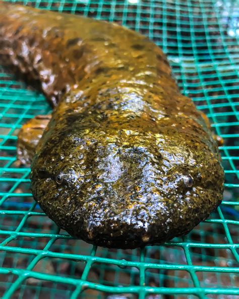 Saving the hellbender salamander – FLCC Forward