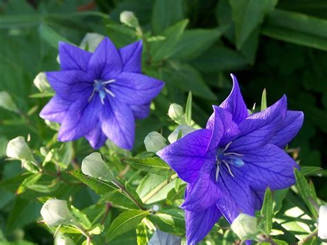 Purple Balloon Flower Seeds Heirloom Perennial Flower Unusual Blooms 50pcs - Seeds