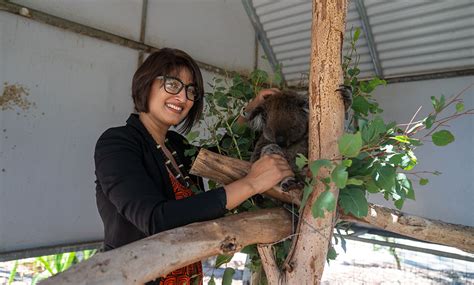 How can DNA help save the Koala? - Environment news | Particle