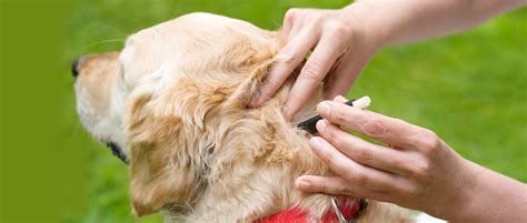 Can A Tick Burrow Under A Dogs Skin