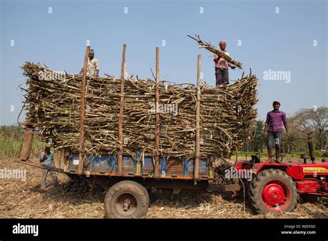 India, Karnataka, Bhadravati, Sugar cane harvest in Bhadravati Stock ...